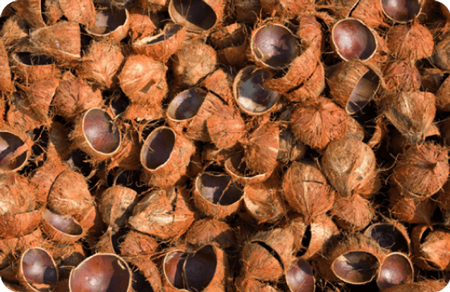 Coconut Shells